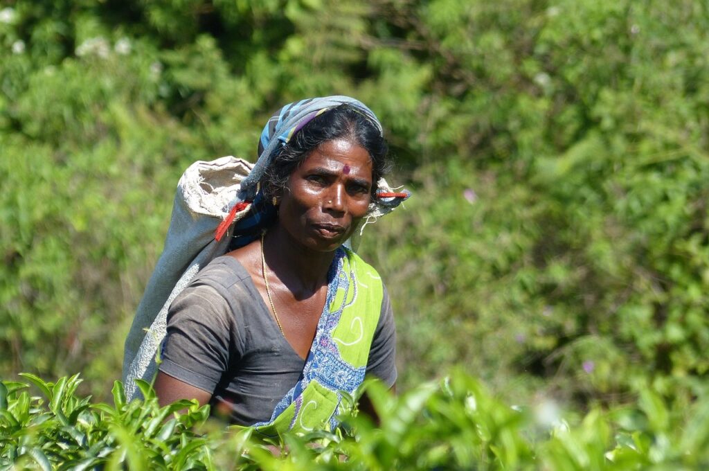 woman, sri lanka, tea, lifestyle, tourism, figure, portrait, green tea, sri lanka, sri lanka, sri lanka, sri lanka, sri lanka