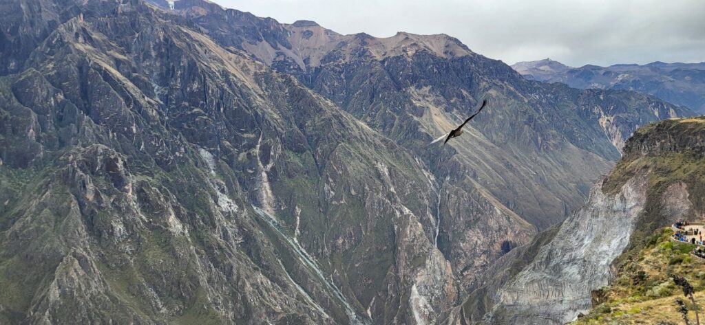 Andenkondor am Cruz del Condor im Colca Tal während einer Peru Rundreise