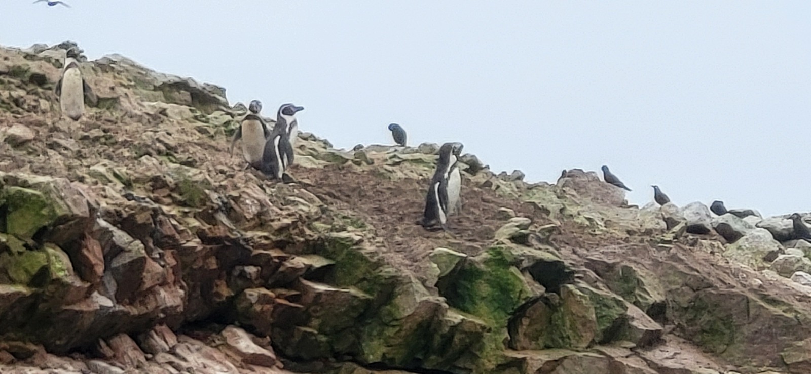 Bootstour zu den Islas Ballestas Peru Pinguine auf den kleinen Galapagos Inseln