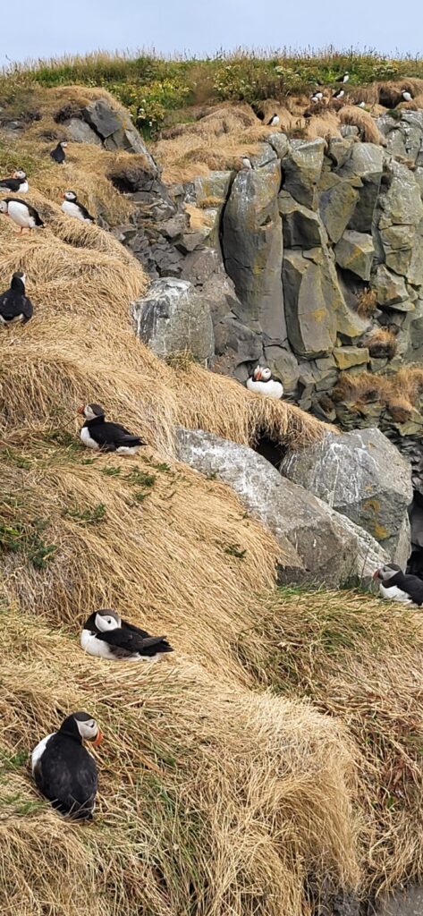 Papageientaucher in Island