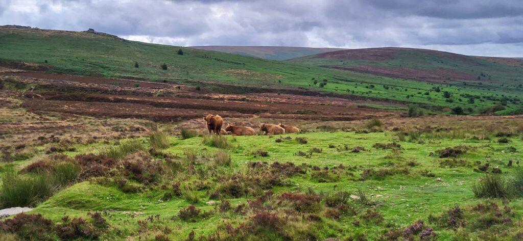 Wilde Moorlandschaft im Dartmoor Nationalpark