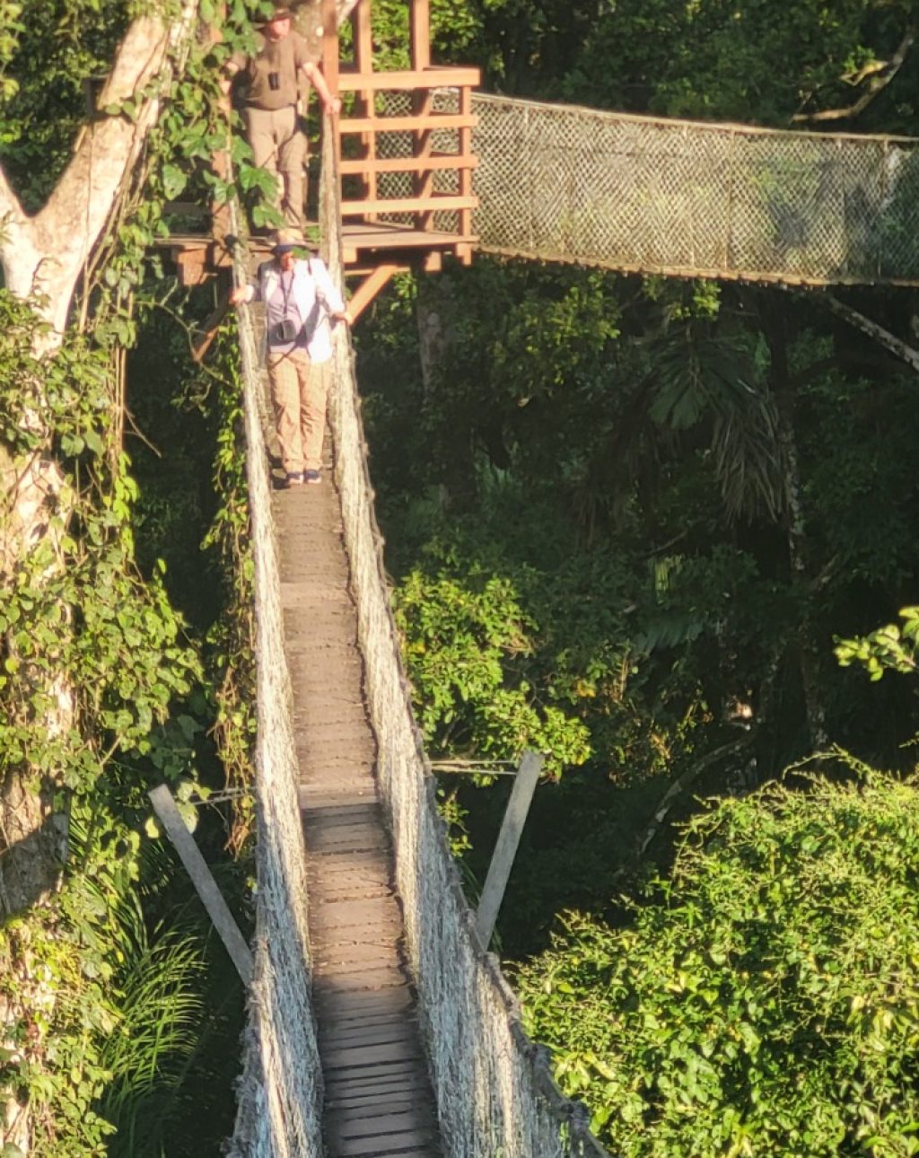 Canopy Walkway Hängebrücken im Amazonas Regenwald bei Puerto Maldonado Peru