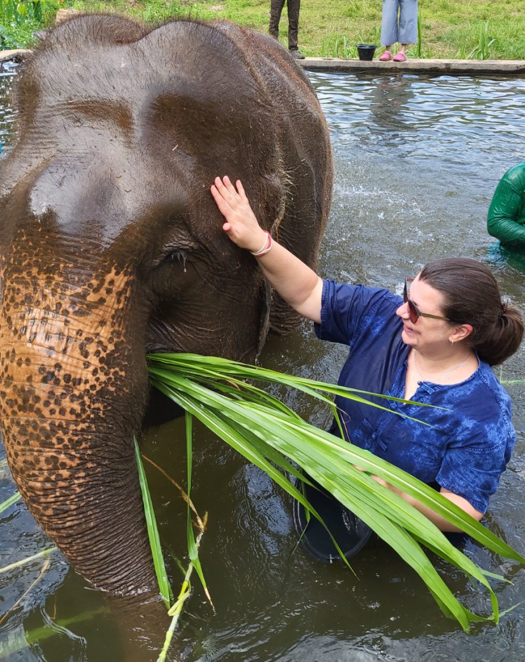 Elefant Sancuary Baden mit Elefanten Chiang Mai